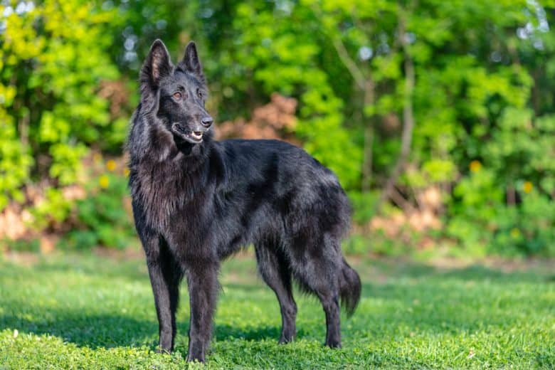 a black Belgian Sheepdog portrait