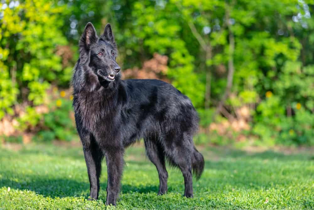 What you need to know before getting a Czech German Shepherd - K9 Web