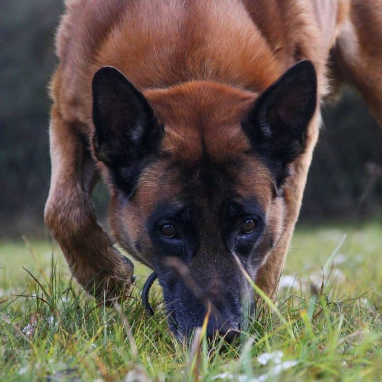 Belgian Shepherd in a tracking training