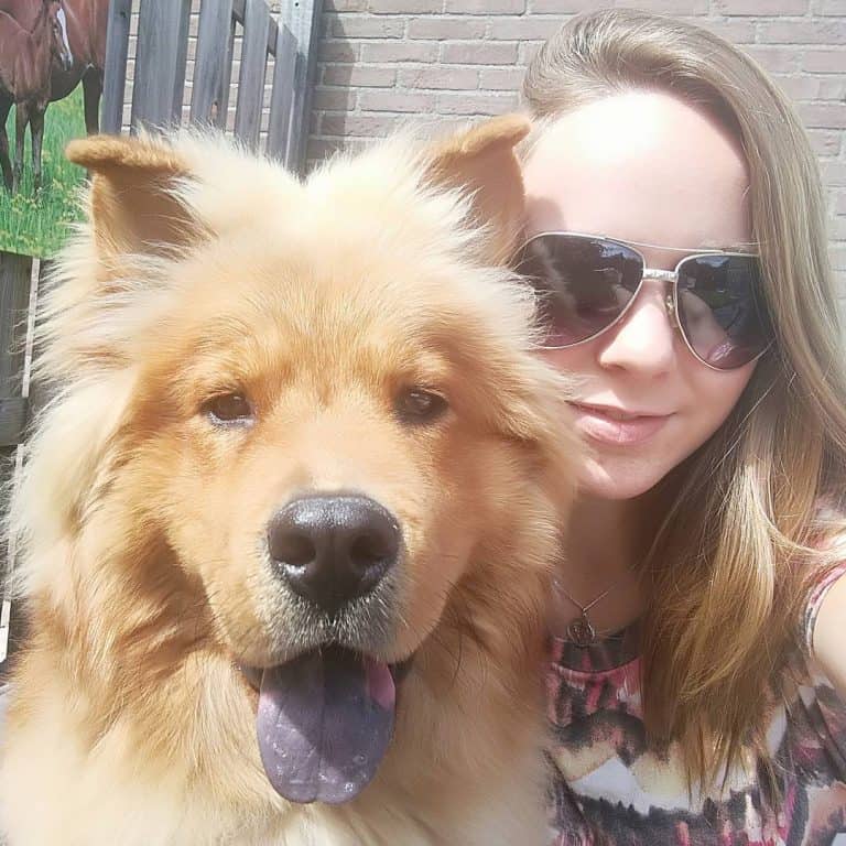 Chow Chow Mixes 25 Different Chow Crossbreeds K9 