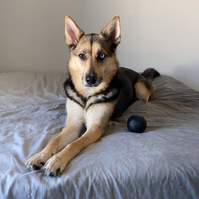 a bi-eye German Shepherd Husky laying on the bed