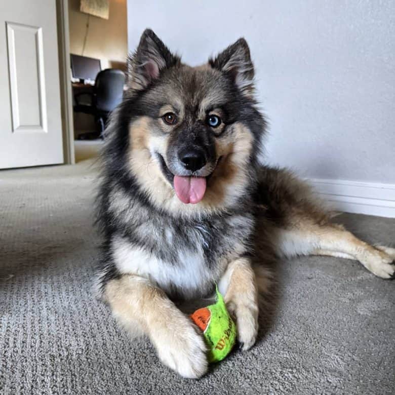 Bi-eye Keeshond Husky mix smiling and holding a ball