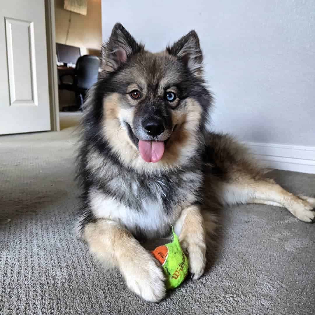 The Keeshond Meet The Ancient Dutch Barge Dog of Your Dreams K9 