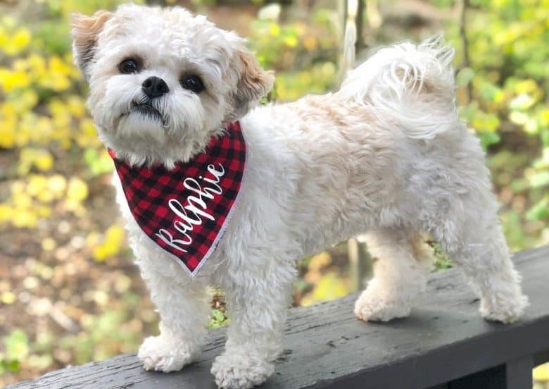 Bichon Frise and Shih Tzu mix dog portrait