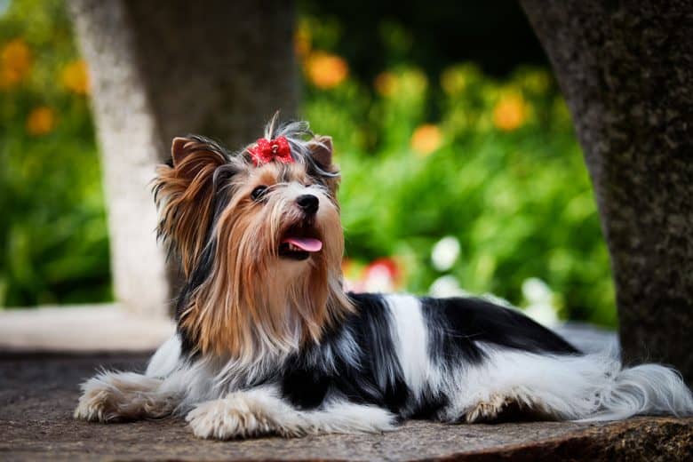 A beautiful Biewer Terrier wearing a red bow and laying down