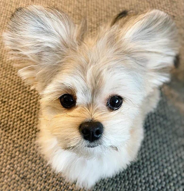 A Maltipom puppy with big ears