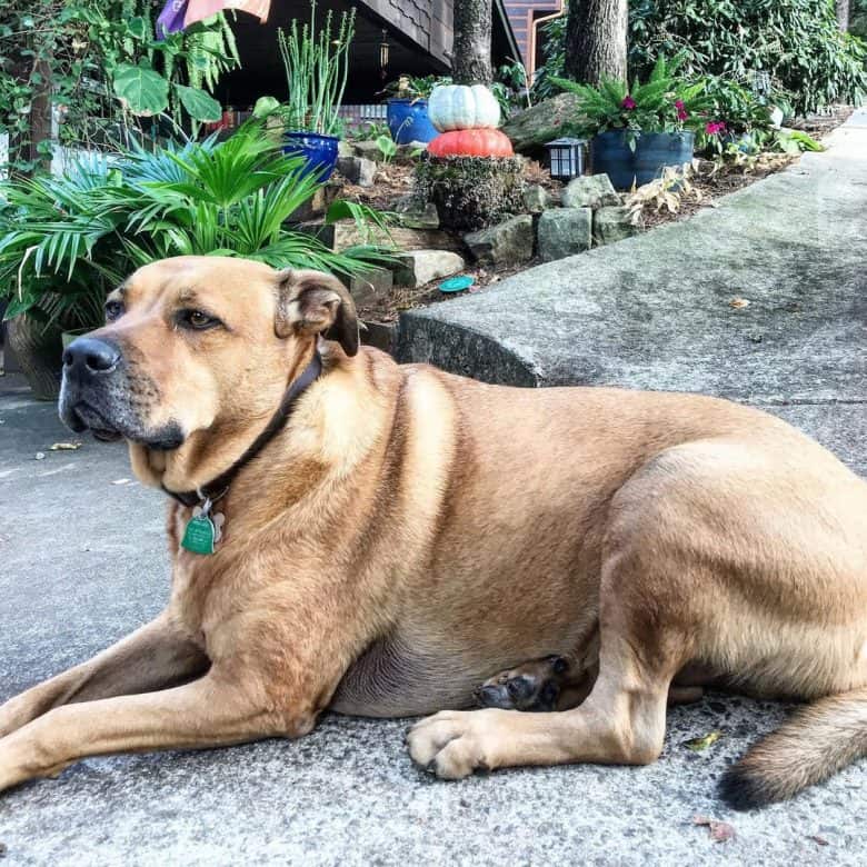 Big Rhodesian Ridgeback Pit Bull mix dog