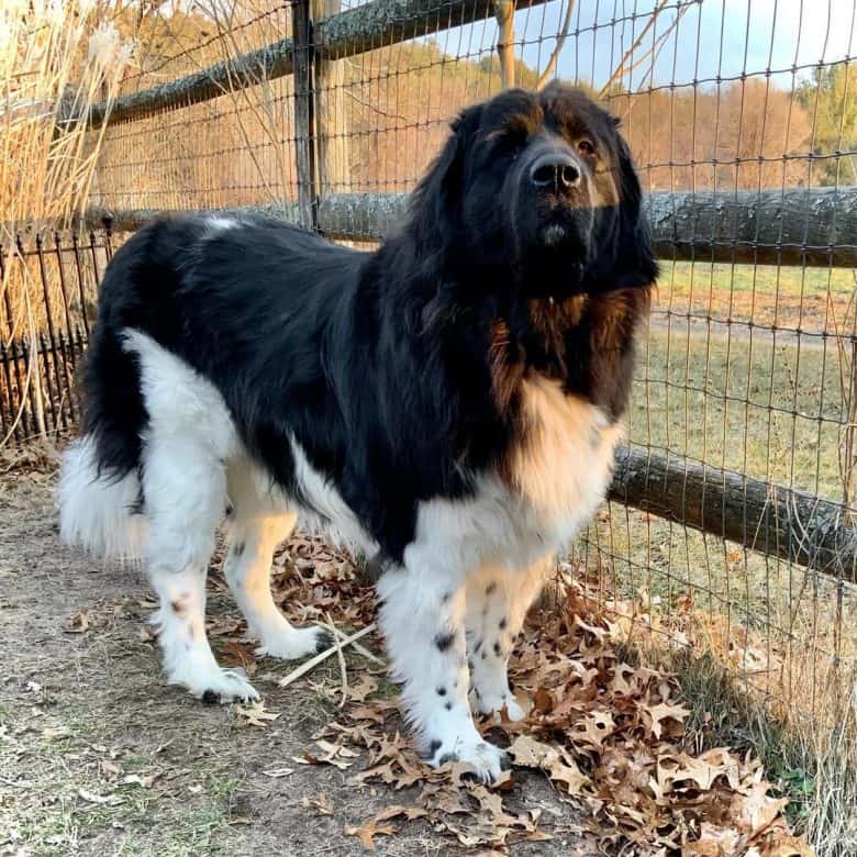 A black and white Landseer dog