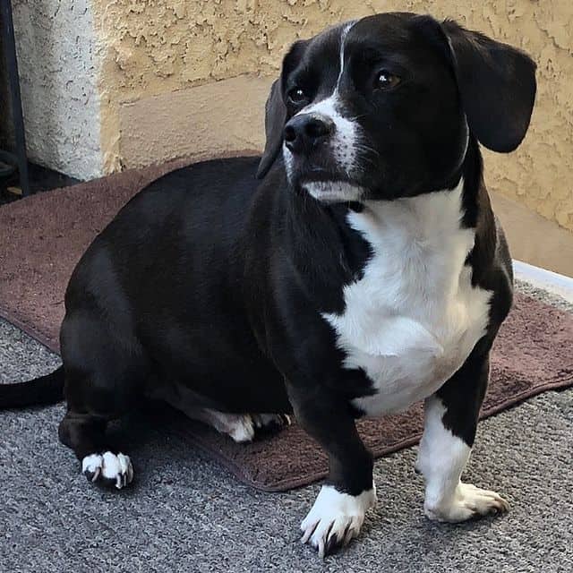 A black and white Pitbull Dachshund mix sitting