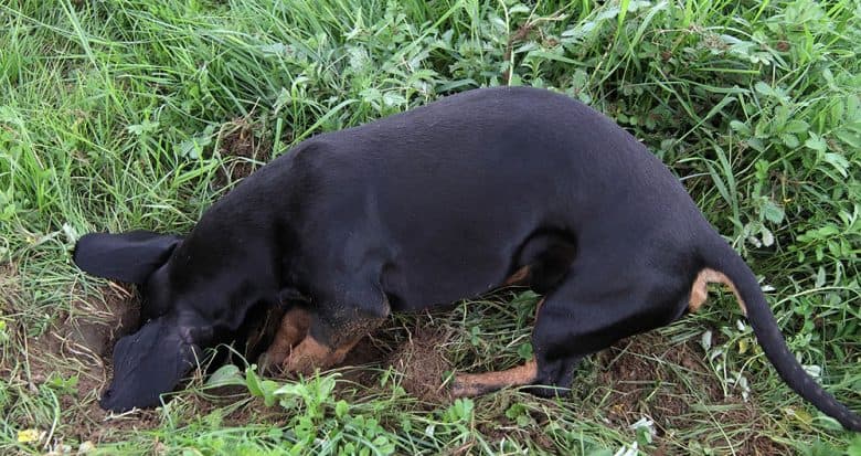 Black Dachshund dog digging a hole