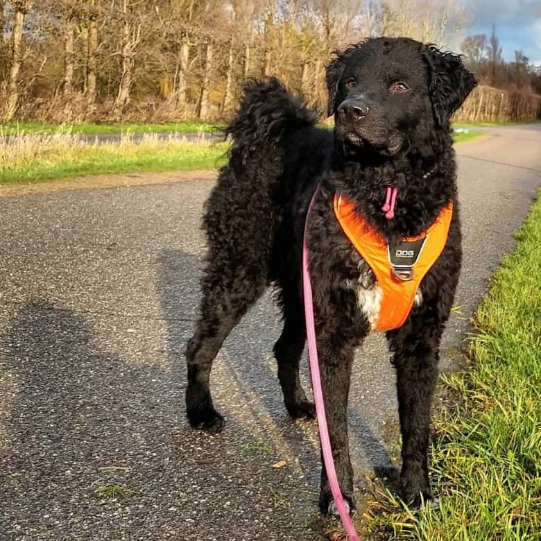 Black Friesischer Wasserhund dog standing and wearing dog harness