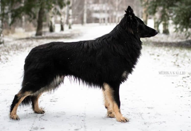 A German Shepherd Collie mix standing on a snowy road
