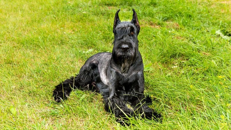 Black Giant Schnauzer lying on the grass