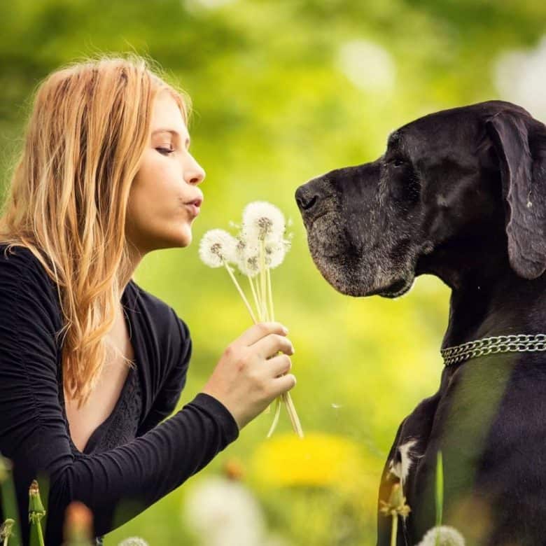 a black Great Dane looking at a woman blowing dandelion