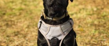 Black Labrador Pointer mix dog