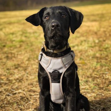 Black Labrador Pointer mix dog