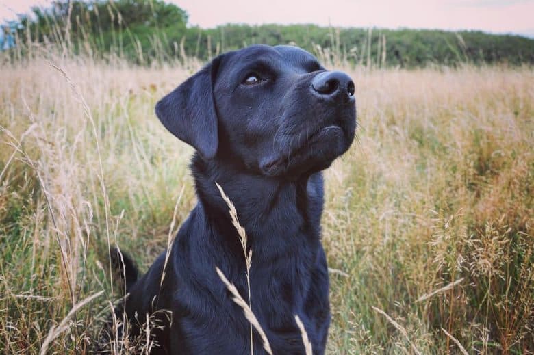 Black Labrador Retriever in the brushland