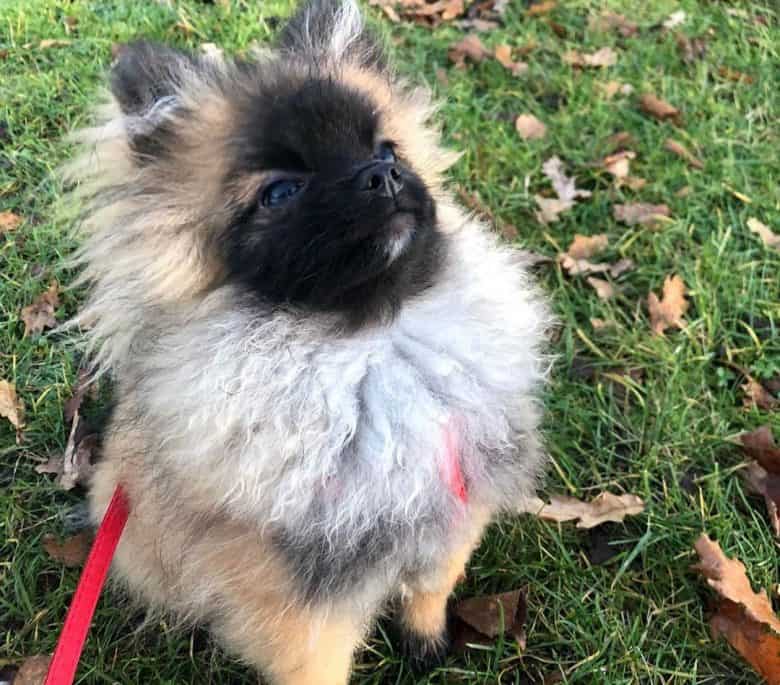 Black mask Pomeranian dog sitting on the grass