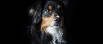a tri colored Mini Australian Shepherd portrait