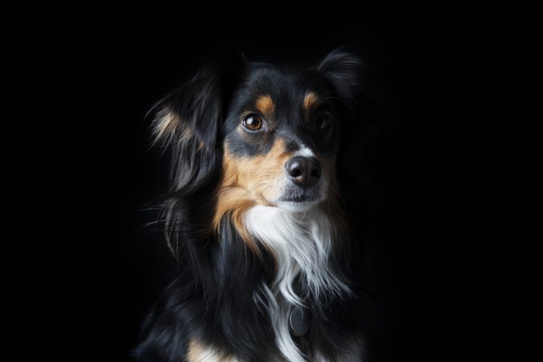 A tri colored Mini Australian Shepherd portrait