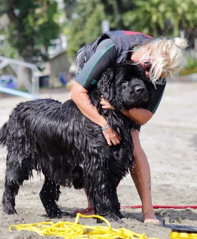 A black Newfoundland dog training to be a water rescue dog