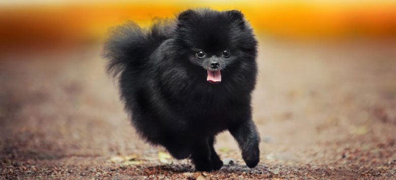 Black Pomeranian dog playing outside