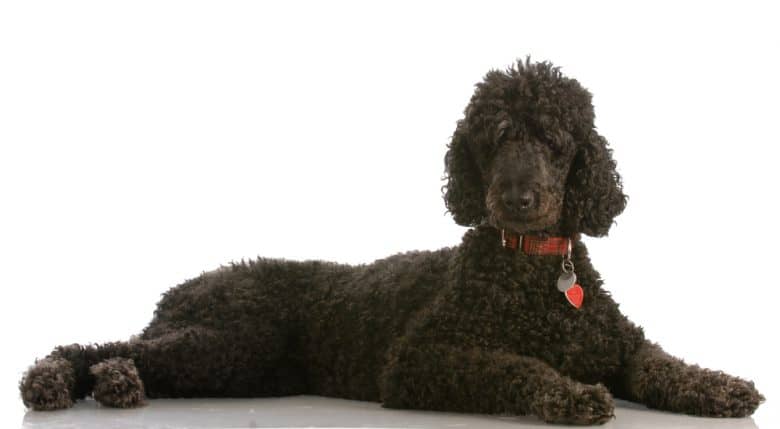 A black Poodle laying down with a white background