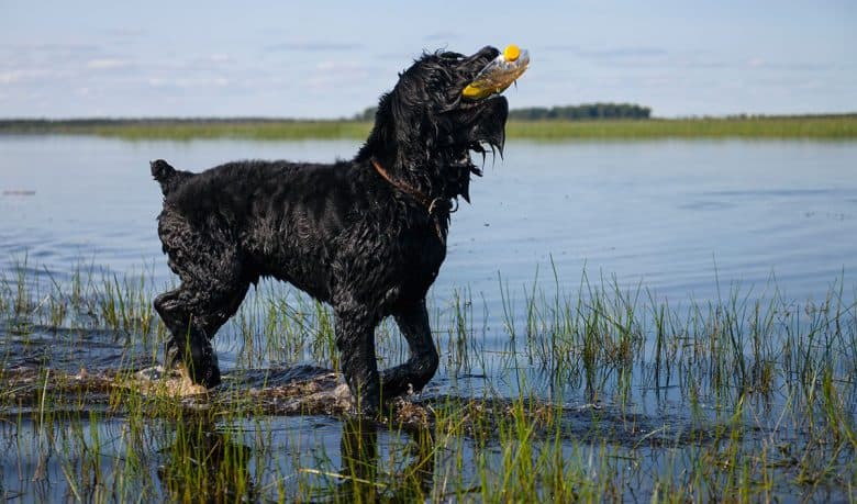 Black Russian Terrier dog playing in the water