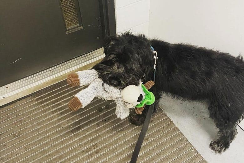Black Standard Schnauzer playing his toy