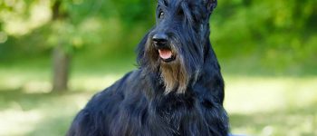 black Scotch Terrier on green grass
