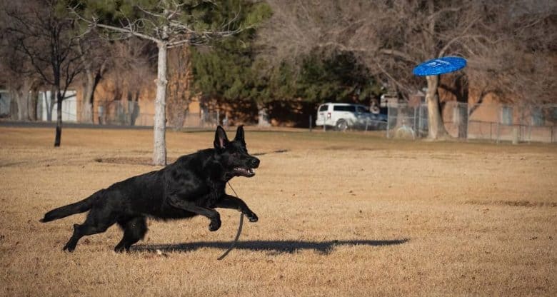 Black Shepherd in a Schutzhund training