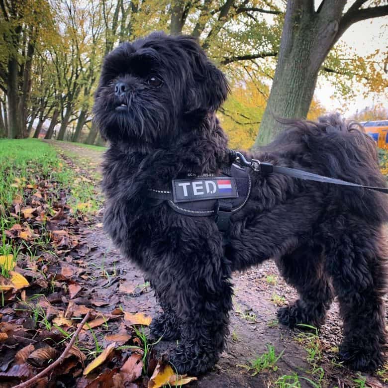 Solid black Shih Tzu dog walking on a park