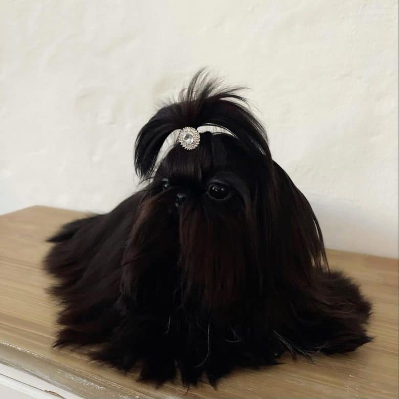 a black Shih Tzu wearing a white bejeweled tie