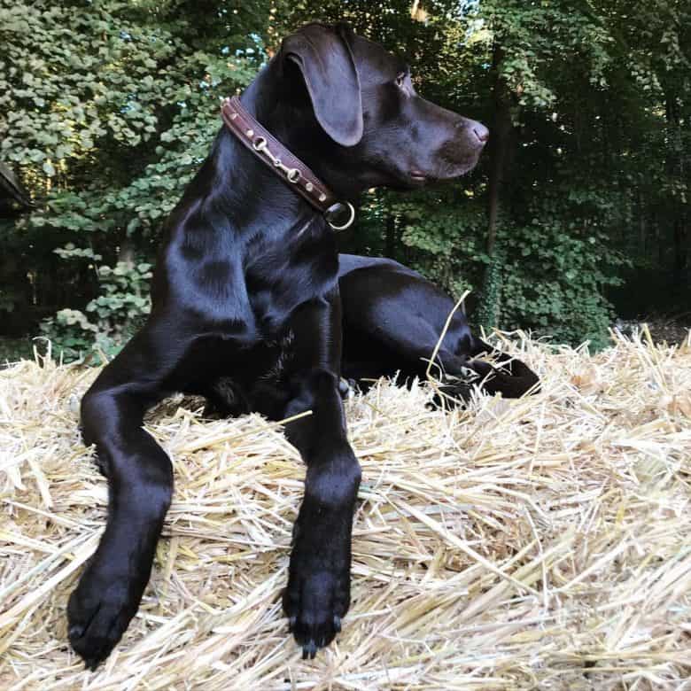 Black silky Labrador Pointer mix lying on a haystack