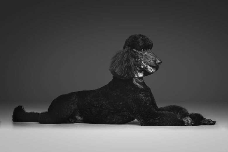 un Caniche Standard noir posé sur le profil latéral