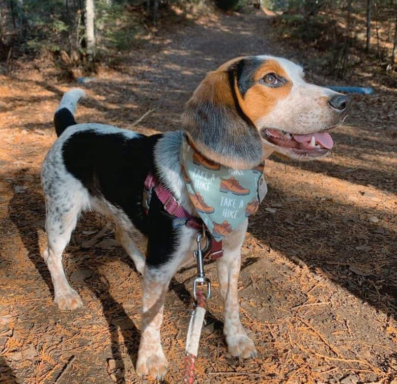 Black tan and bluetick Beagle dog portrait