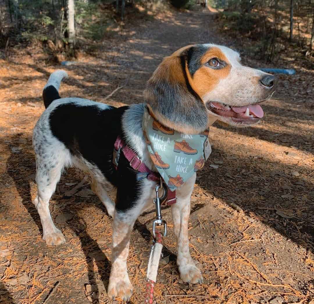 Beagle Colors The Standard & Rare Beagle Coat Colors K9 