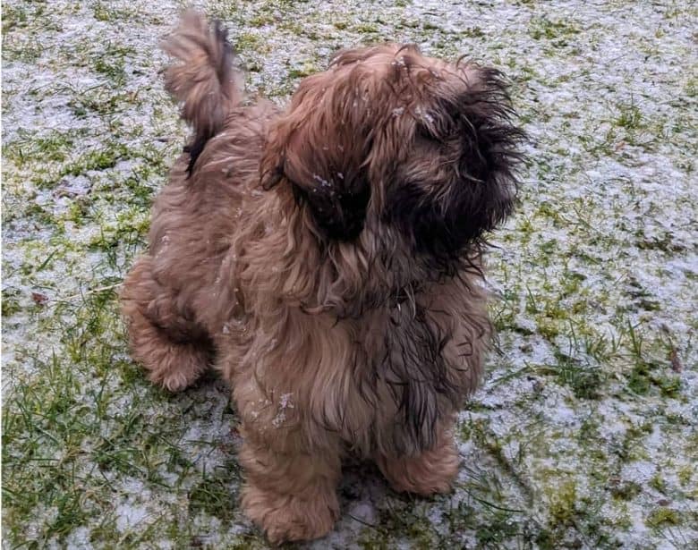 Black tip Shih Tzu dog enjoying the snow outside
