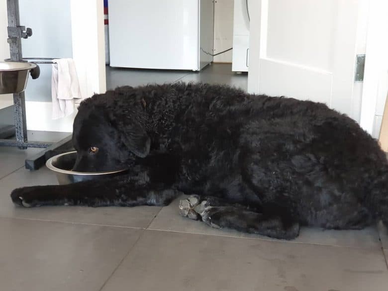 Black Wetterhoun laying down while eating