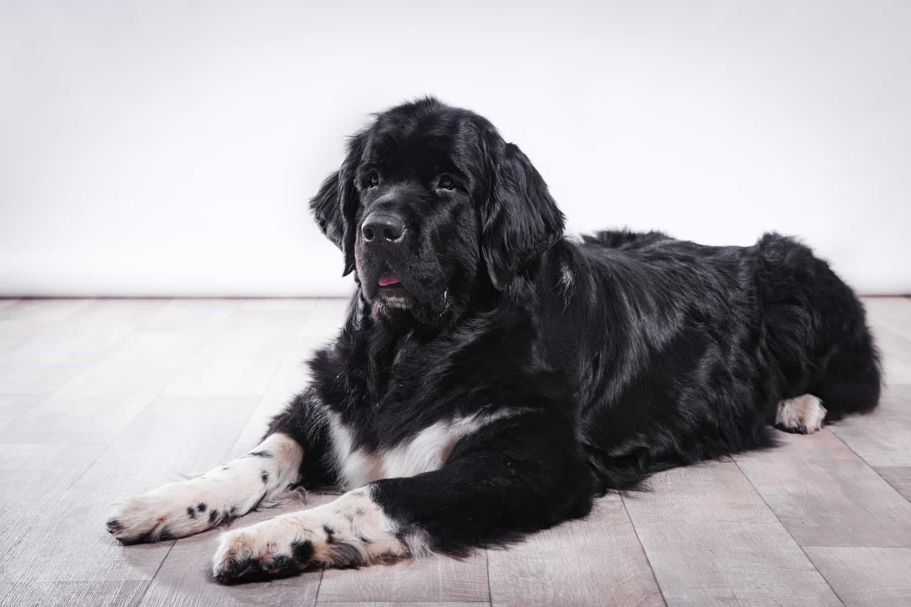 newfoundland dog coat