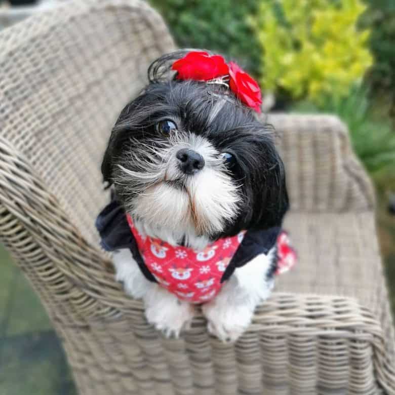 a black and white Shih Tzu wearing red flower hairpins and red bandana with reindeer print