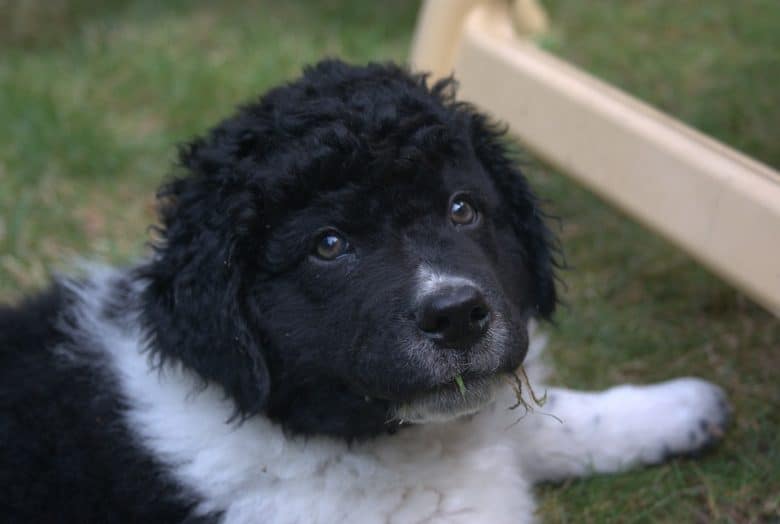 A black and white Wetterhoun puppy