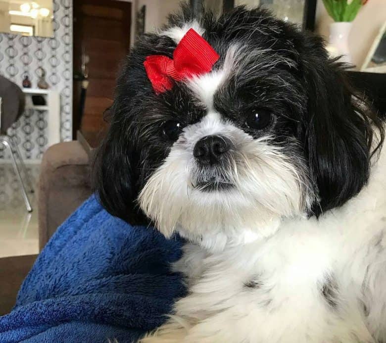 Blaze Shih Tzu dog portrait