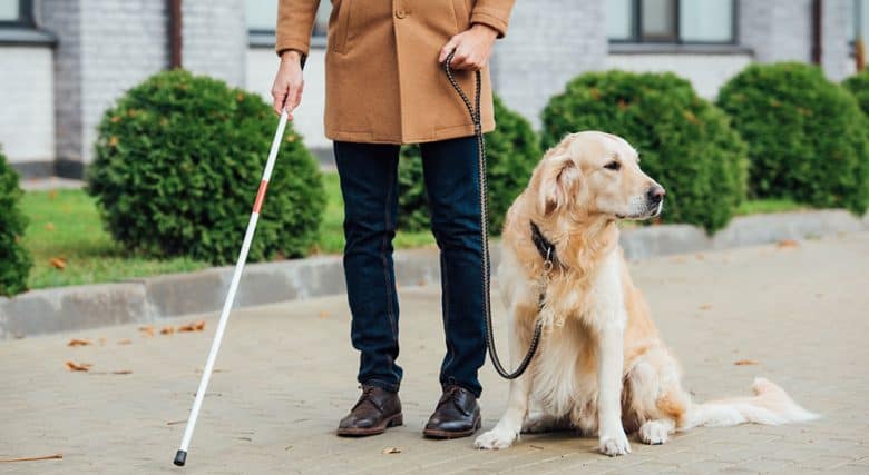 Blind man walking with the guide dog