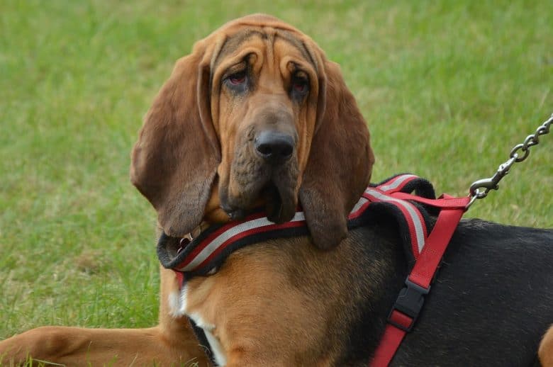Bloodhound laying with dog harness and lead