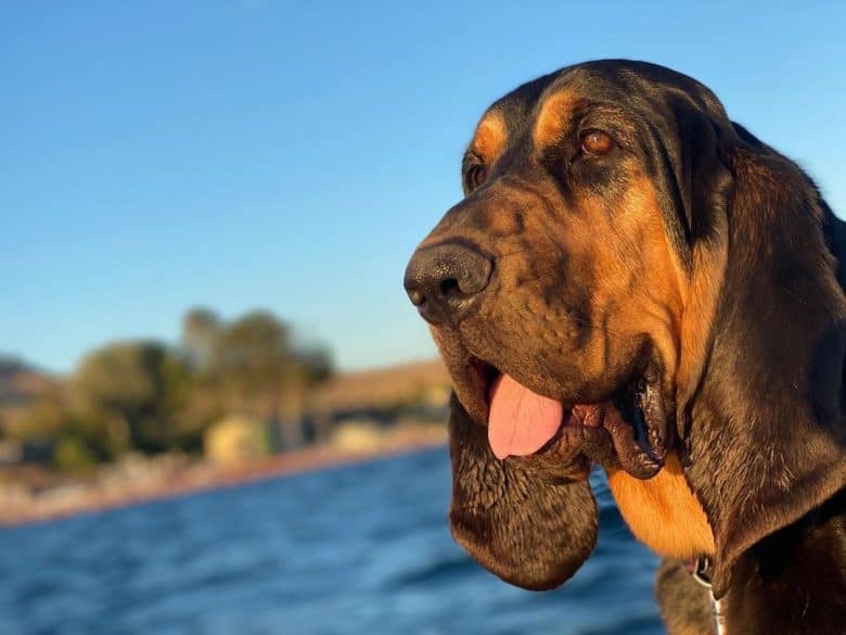 a Bloodhound smiling with a lake behind