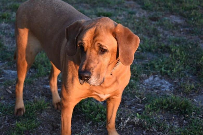 a Bloodhound Labrador mix standing on grass