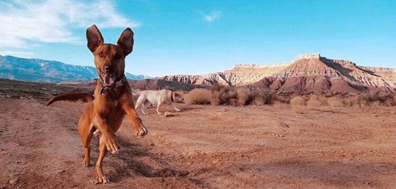 Bloodhound Lab mix playing in the desert
