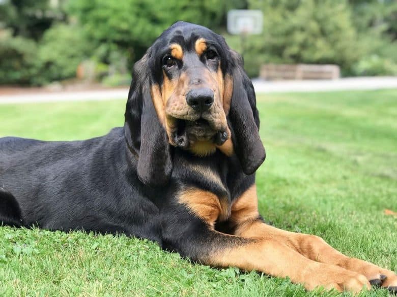 a Bloodhound puppy hiding a chewed up tennis ball laying on grass