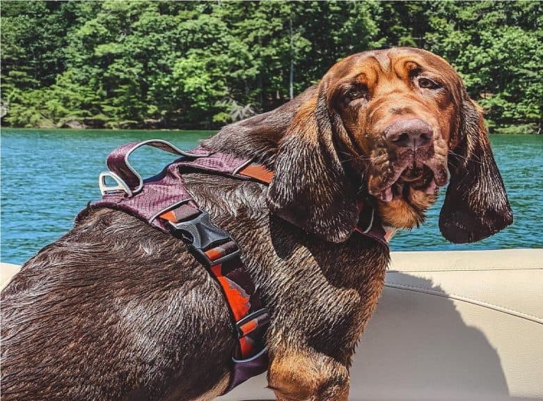 a Bloodhound puppy enjoying an adventure near water while wearing a harness